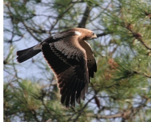 Update 2 | BirdLife refuse to boycott board over bird laws as could be ‘counter-productive’