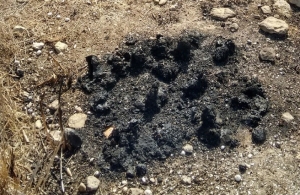 250,000 bees killed in Gozo arson attack