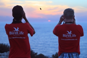BirdLife Malta urges government, police to prioritise law enforcement during autumn hunting season