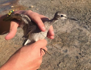 Police seize birds from illegal trapping site in Gozo