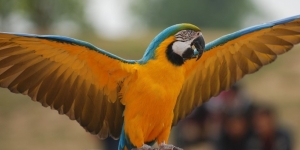 Smuggled birds flooding market