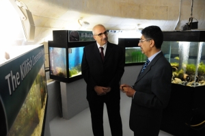Project launched to protect endangered killifish