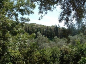 Landscape ecologist tasked with drafting afforestation outline plan