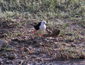 First ever Black-winged Stilt chicks hatch at Simar nature reserve