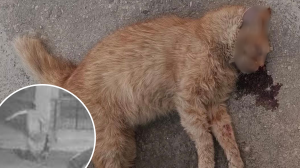Tails cut, faces smashed: Activist claims string of cat killings across Malta are connected