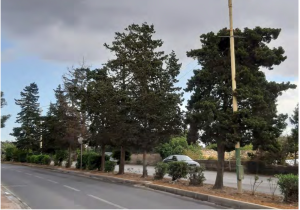 ERA's trees and woodlands action plan should be binding, ADPD says