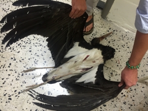 Update 3 | ‘Ornis committee’s prerogative to propose suspension of hunting season’ – Galdes