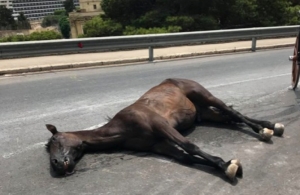 Horse died from excessive heat, tests reveal as criminal action against owner looms
