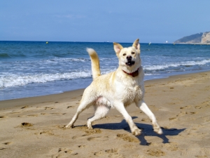 Environmental Health Directorate reopens dog friendly beach