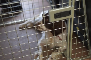 Sniffer dog Sparky’s persistence yields 10kg in cannabis