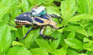Scientists develop radio-controlled cyborg beetle