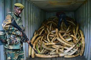 Illegal ivory seizures hit record high last year, according to report