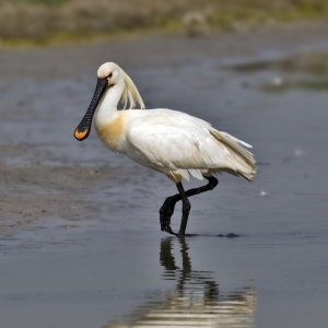 Numerous migrating birds pit-stop in Malta