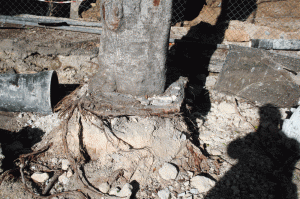 Works have placed Tokk trees in ‘serious jeopardy’ – FAA
