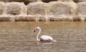 Flamingo cools off at Salina