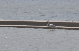 Flamingo lands in Salina salt pans