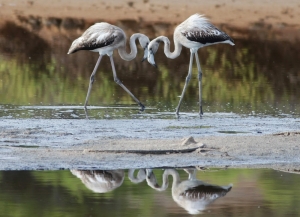 Hunters spot flamingoes in Qawra