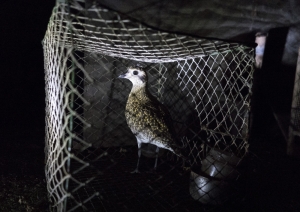 Update 2 | Malta reaches EC agreement on trapping, BirdLife questions legal changes