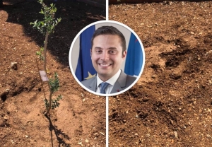 Gżira mayor’s anger after trees are stolen: ‘You have to be a dumbass and stupid’