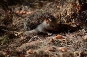 Hedgehog families released on Mother's Day