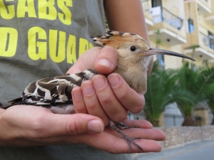 Protected Hoopoe found shot near Fawwara