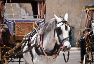 No more carriage rides in the scorching sun? New horse-drawn carriage regulations announced