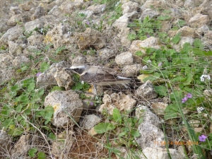 Trapping season to be opened