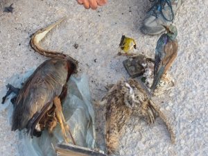 Updated | ‘Government can no longer turn a blind eye’ as more protected birds are killed