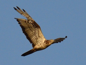 Hunters target protected raptors, CABS report