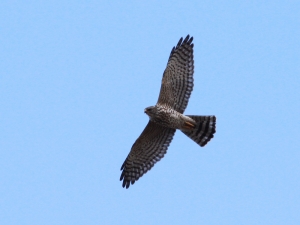 First recorded sighting of Levant Sparrowhawk in Malta