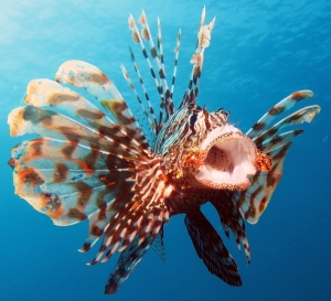 University research discovers new alien species in Maltese waters