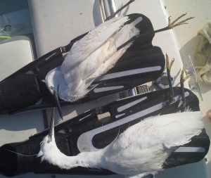 Little Egrets targeted by hunters in Gozo