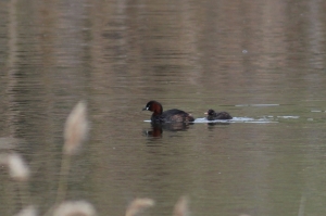 Little Grebe chicks arrive early at Is-Simar Nature Reserve