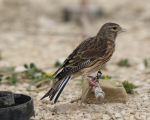 Wild Bird Regulation Unit accused of taking credit for CABS’s work