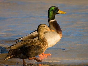 Ducks to be relocated to protect endangered species at il-Maghluq