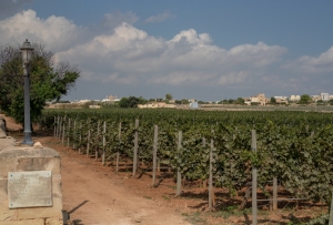 Record late harvest for grapes due to longer Maltese winter