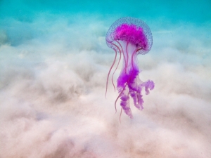 Warm winter contributed to a summer without stinging jellyfish