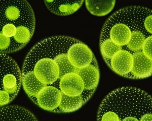 WSC to host conference on use of microalgae as biodiesel