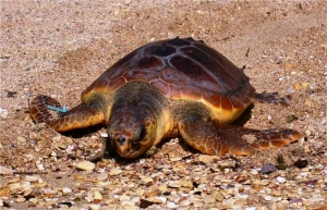 Two loggerhead turtles released after nine months of rehabilitation