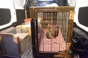 Police, ALE, CPD personnel deployed to capture escaped peacocks