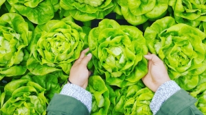 Why local, organic food is the best choice for everyone