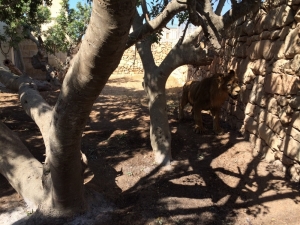 Polidano’s big cats moved to bigger homes at Montekristo