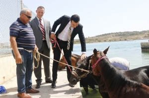 Horses now have their own swimming zone in Marsaxlokk
