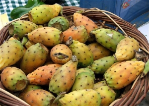 Forgotten miracle crop: little interest in the Maltese prickly pear
