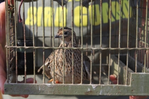 BirdLife: legalised finch trapping ‘does not add up to a reform’
