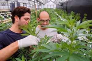 Australians MGC to sign medical cannabis agreements to start 4,000 sq.m facility in Malta