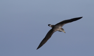 Seabird scientists represent Malta at conservation symposium