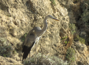 ‘Enough is enough’: Birdlife call for immediate suspension of hunting season
