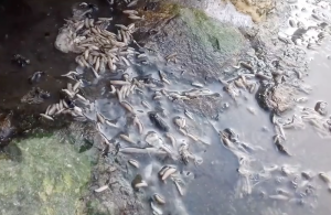 Dead fish dumped in Kalkara underground chamber caused foul smells and maggots