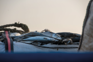 Brussels flags hygiene issues in Maltese fisheries